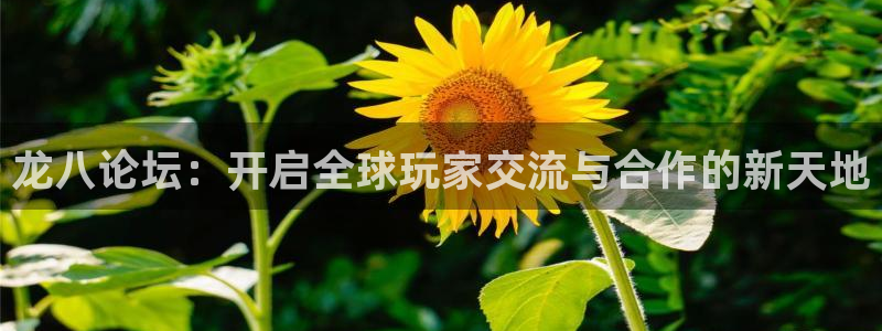ms1129美狮贵宾会：龙八论坛：开启全球玩家交流与合作的新天地